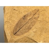 Podocarpium podocarpum